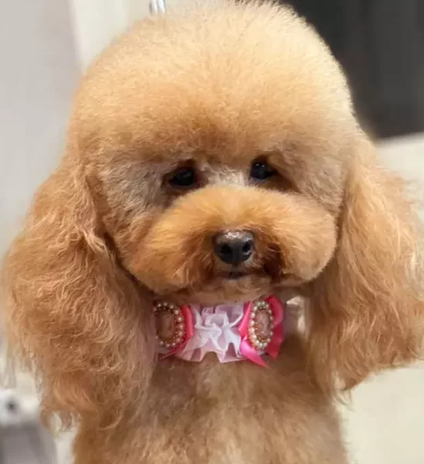 Daphne