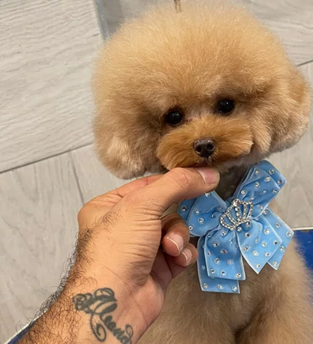 Elvis